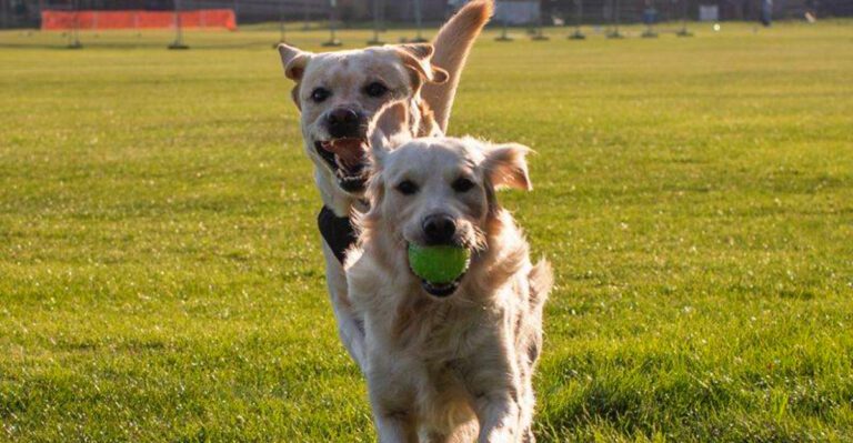 12 dogs that never lose their excitement for everyday life plus 3 playful companions dog news