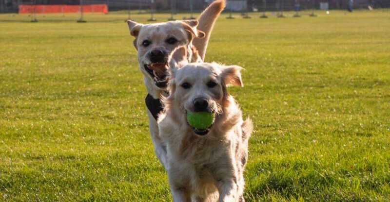 12 dogs that never lose their excitement for everyday life plus 3 playful companions