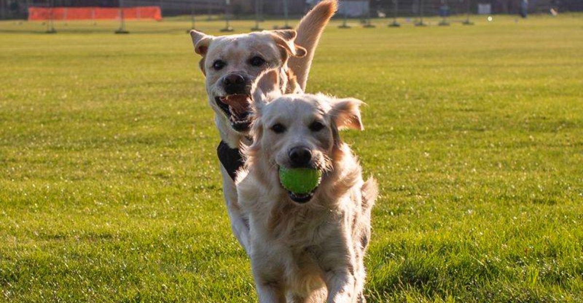 12 dogs that never lose their excitement for everyday life plus 3 playful companions