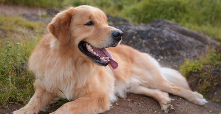 12 gentle dog breeds families adore plus 4 surprisingly soft hearted companions dog news