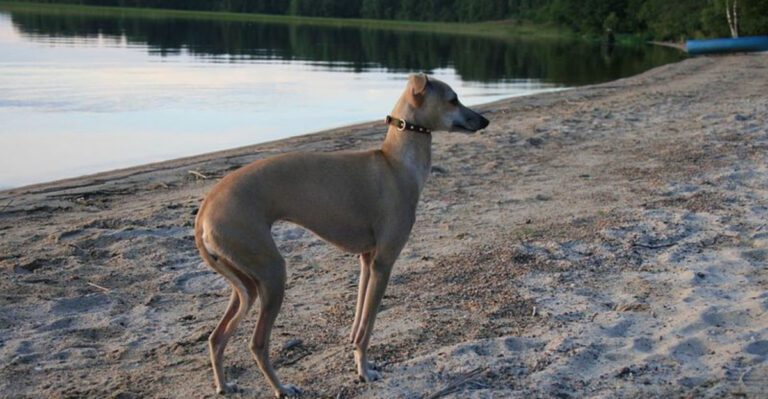 12 gorgeous dogs that stay surprisingly fresh compared to many breeds dog news