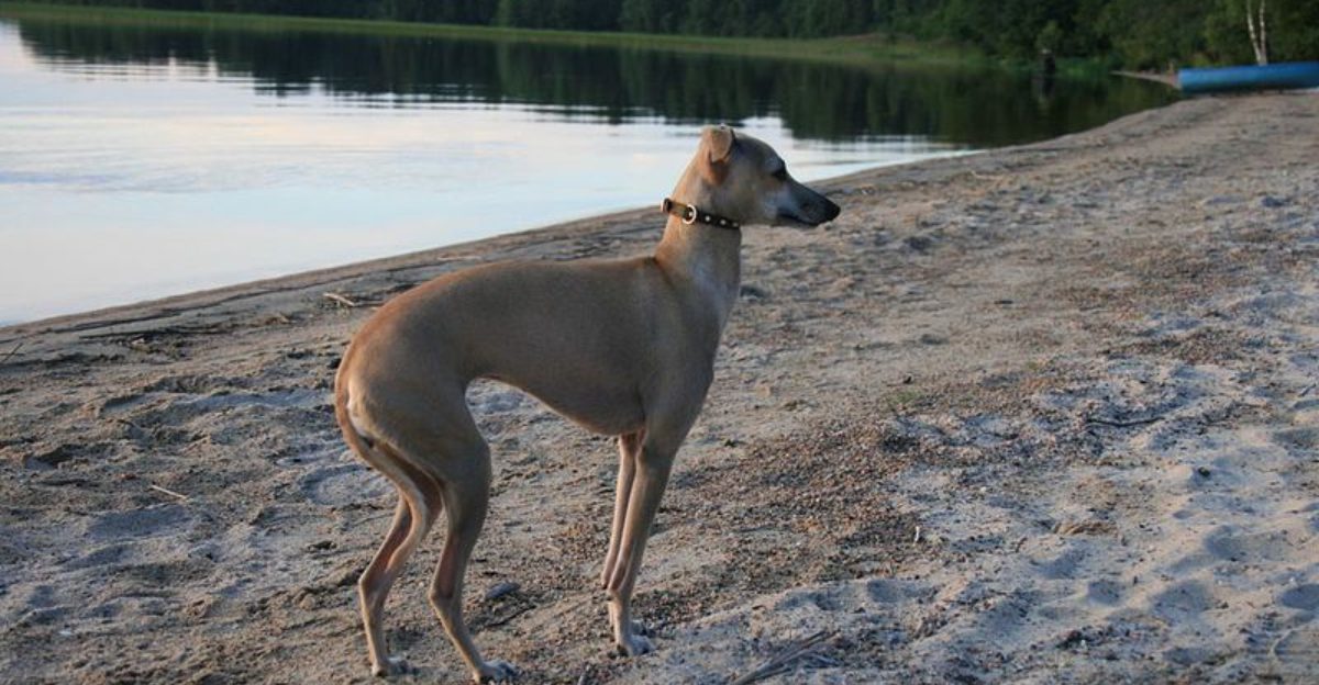 12 gorgeous dogs that stay surprisingly fresh compared to many breeds