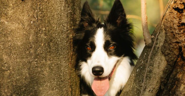 12 highly intelligent breeds that often create problems simply because theyre bored dog news