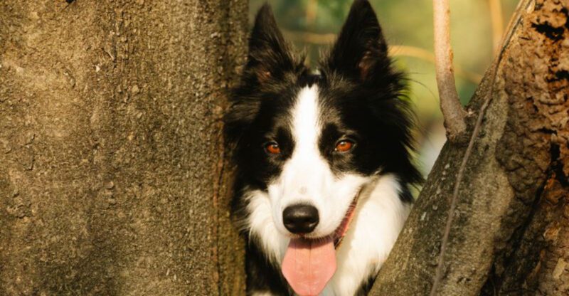 12 highly intelligent breeds that often create problems simply because theyre bored