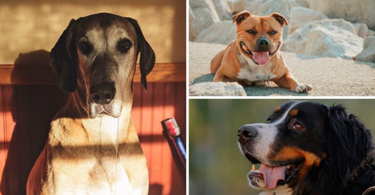 12 intimidating looking dogs with incredibly soft personalities plus 3 oversized cuddlers dog news