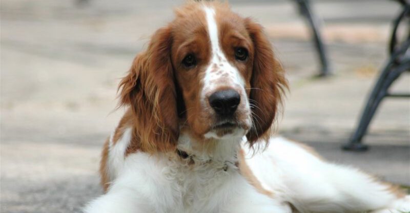 12 quietly devoted dogs that prove loyalty doesnt have to be loud