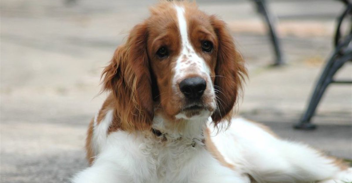12 quietly devoted dogs that prove loyalty doesnt have to be loud