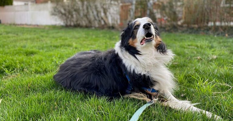 12 rare breeds that quietly turn ordinary households into their workplace dog news