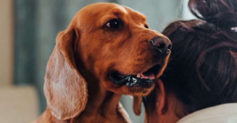 12 unmistakable signs your dog trusts its environment and the people around it dog news