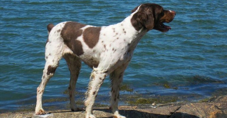 13 active dogs that struggle when life gets too sedentary and 3 more relaxed breeds dog news