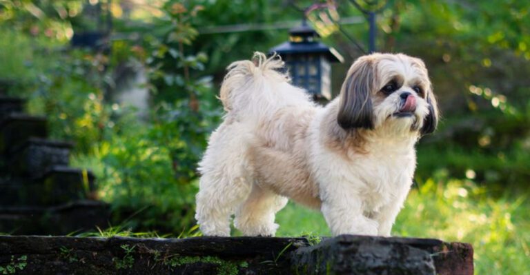 13 breeds that frequently exceed owners lifespan expectations dog news