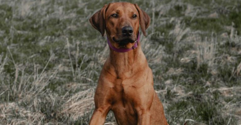13 dog breeds that go from difficult to incredible with proper guidance dog news