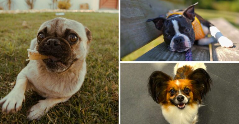 13 dog breeds that greet strangers like old friends – Plus 4 that never let their guard down dog news