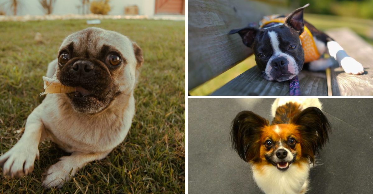 13 dog breeds that greet strangers like old friends – Plus 4 that never let their guard down