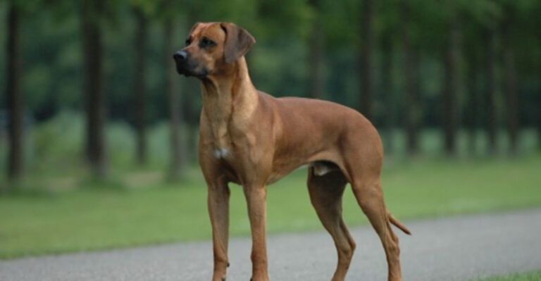 13 dog breeds that quickly test owners who fail to set clear expectations dog news