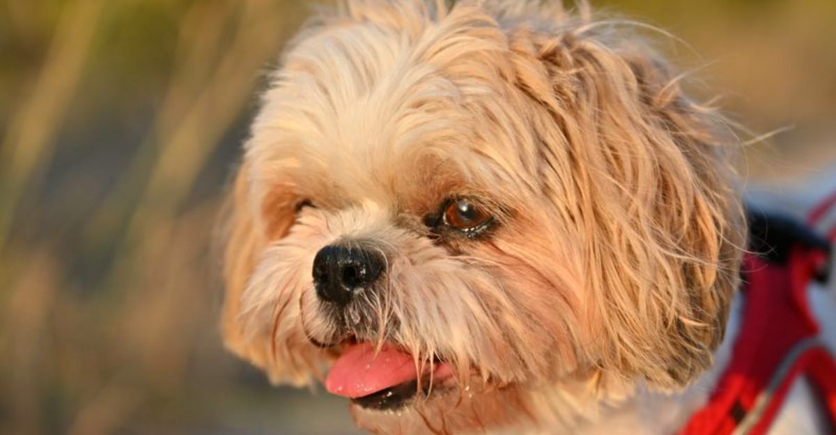 13 dogs that bring balance to relaxed households plus 3 naturally peaceful breeds