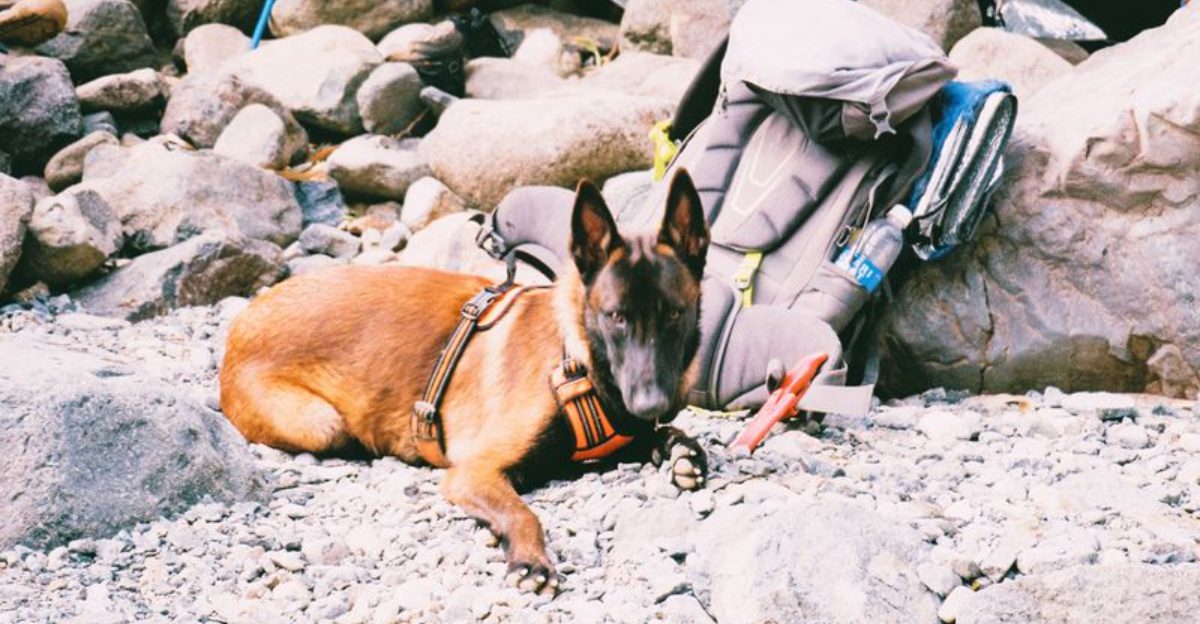 13 dogs that consistently impress owners with how quickly they learn