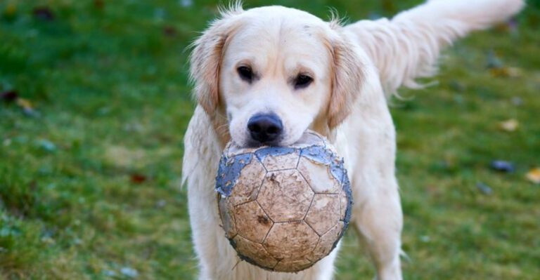 13 dogs that create unforgettable family memories plus 3 that connect with every generation dog news