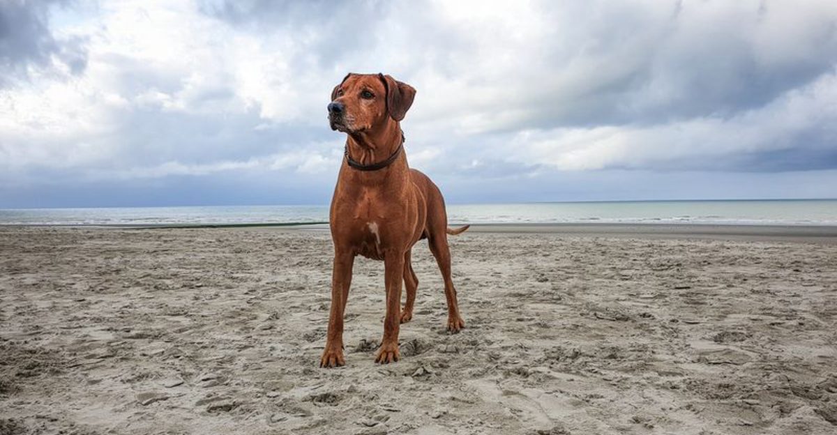 13 dogs that flourish in warm weather – and 3 that adapt better than most people expect