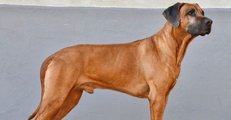 13 dogs that make you feel protected without ever acting out of control dog news