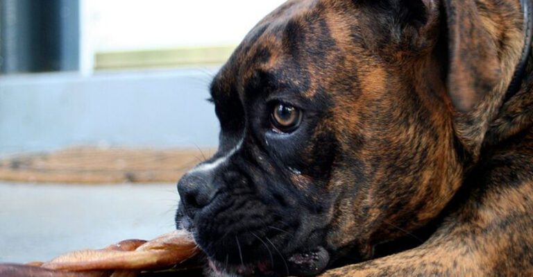 13 dogs that never outgrow their playful side and 3 thatd rather watch from the couch dog news