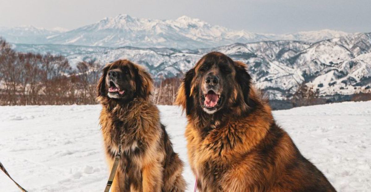 13 dogs that protect through presence instead of noise plus 3 dependable guardians