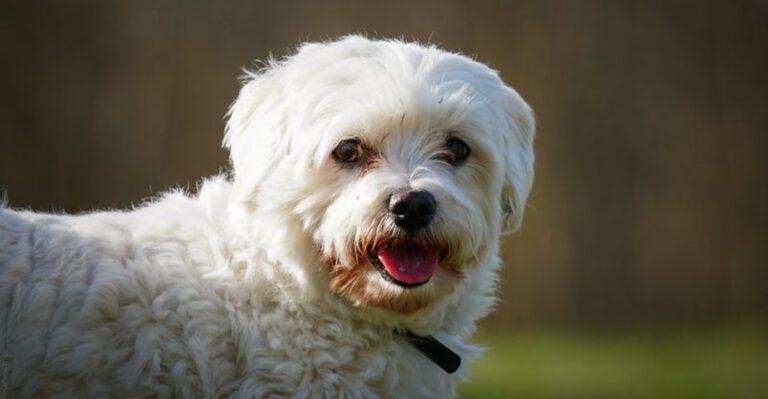 13 dogs that seem determined to comfort you the moment your mood changes dog news