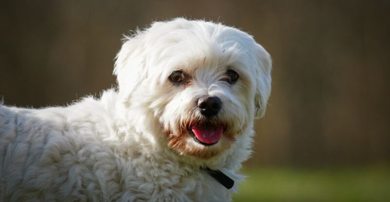 13 dogs that seem determined to comfort you the moment your mood changes