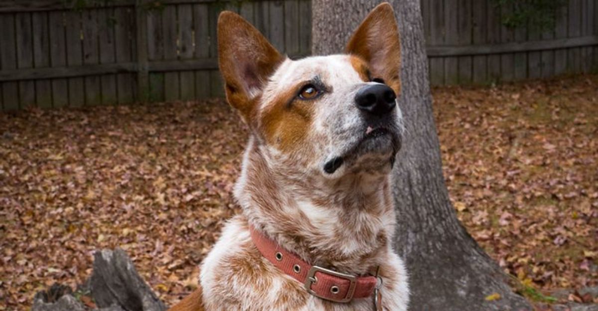 13 dogs that spend less time at the vet than many competing breeds