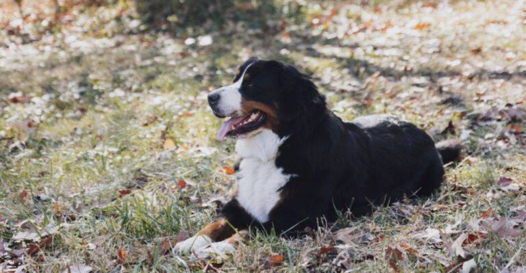 13 dogs that turn ordinary family outings into unforgettable adventures dog news