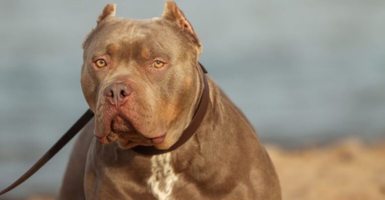 13 dogs whose skin may become irritated when seasons change suddenly dog news