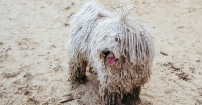 13 dramatic looking dog breeds that make stormy weather look natural dog news