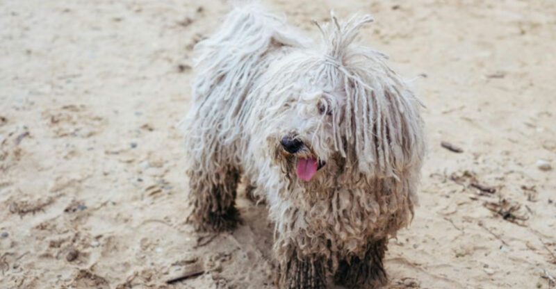 13 dramatic looking dog breeds that make stormy weather look natural