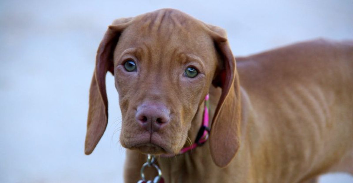 13 emotionally aware dogs that study your face like its their favorite book