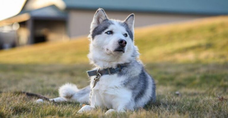 13 escape artist dog breeds that constantly keep owners on alert dog news