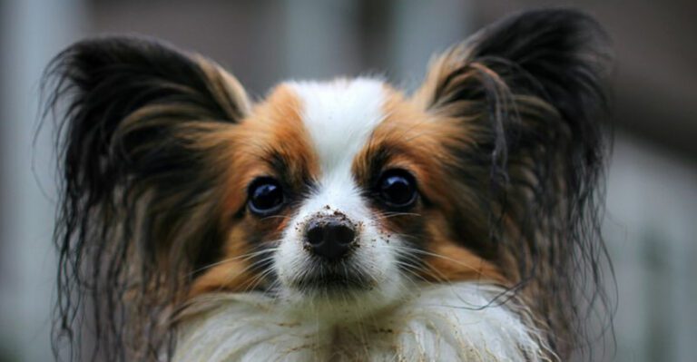 13 fun loving dogs that can turn first time ownership into pure joy dog news