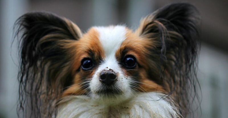 13 fun loving dogs that can turn first time ownership into pure joy