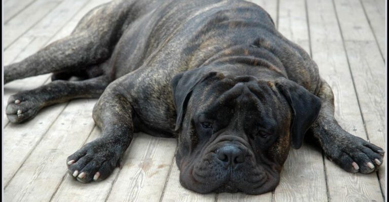 13 guard dog breeds that make intruders think twice and owners sleep easier dog news