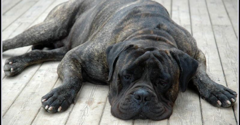 13 guard dog breeds that make intruders think twice and owners sleep easier
