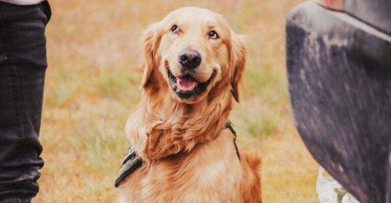 13 loving dogs that hand out affection as if its unlimited dog news