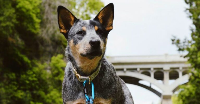 13 surprisingly athletic dogs plus 3 breeds built for stamina dog news