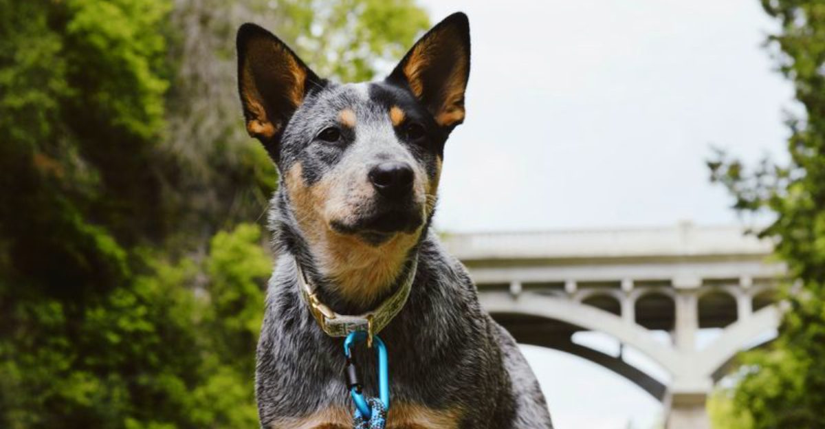 13 surprisingly athletic dogs plus 3 breeds built for stamina