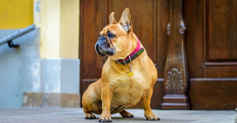 14 breeds that dont always enjoy road trips as much as people assume dog news