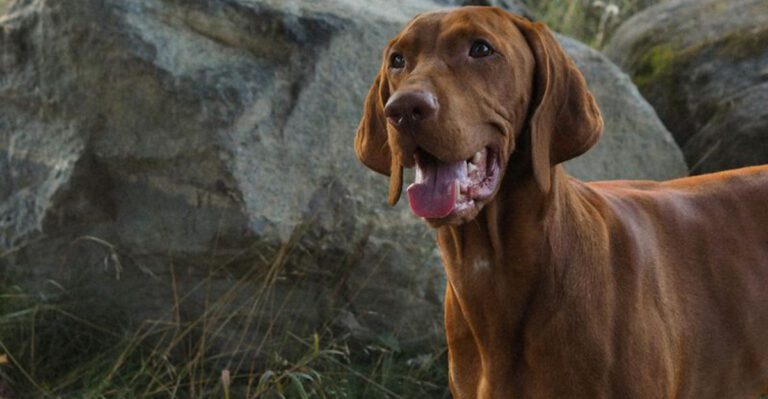 14 dog breeds that seem incomplete without a buddy and 3 that enjoy their independence dog news