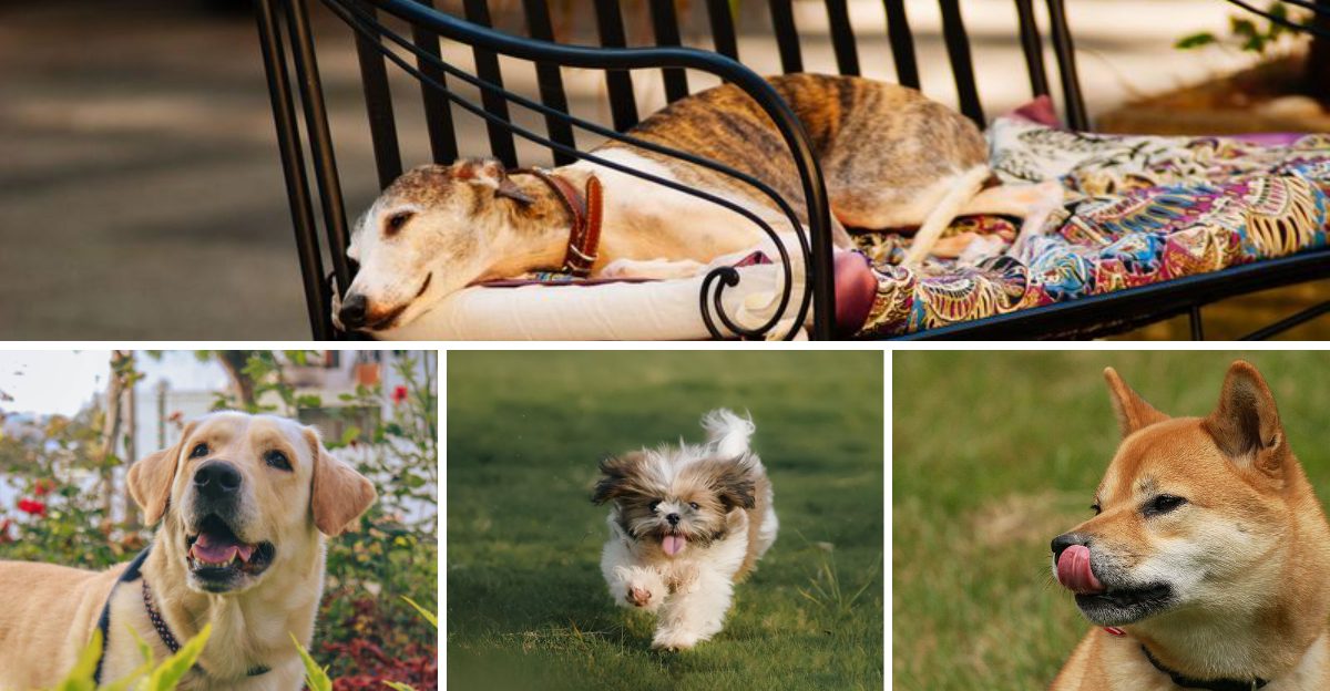 14 dog breeds that stay calm in public but become surprisingly possessive at home plus 5 more with unexpected habits