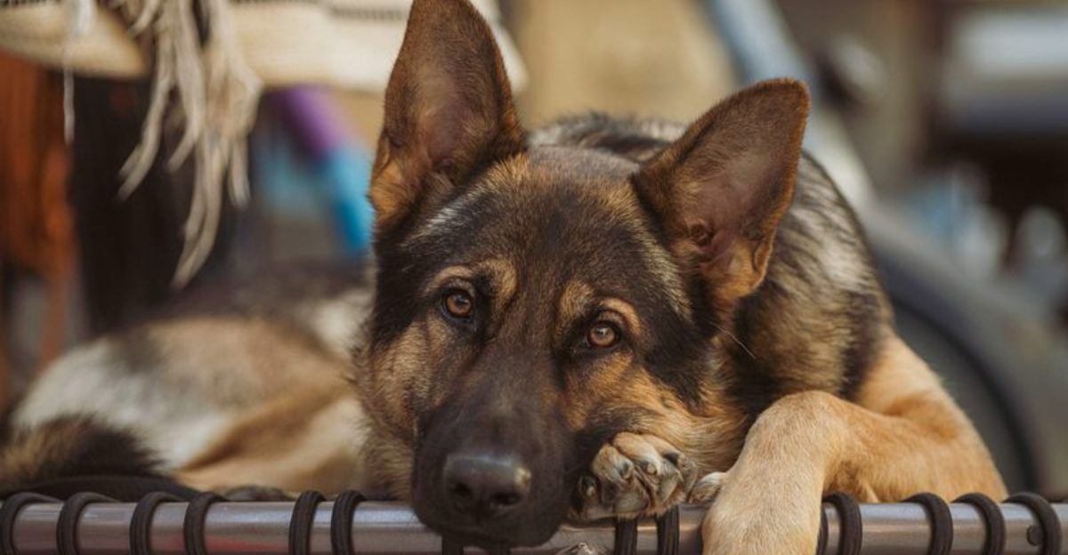 14 dogs that handle tense situations with surprising composure