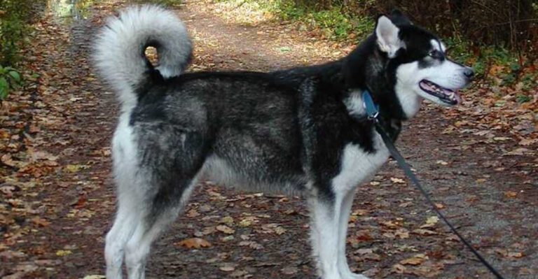 14 dogs that seem happiest when temperatures drop dog news