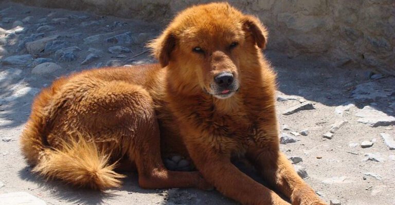 14 dogs that take time to open up plus 3 that become loyal from day one dog news