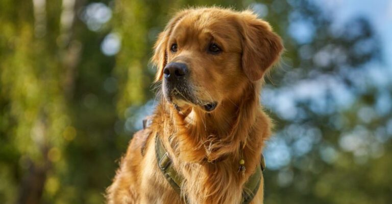 14 gentle dogs that melt hearts instead of intimidating people dog news