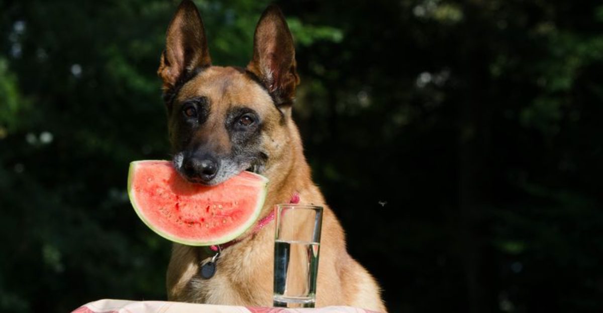 14 lovable dogs that keep owners busy and 3 surprisingly tidy breeds